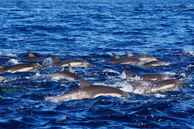 4-Hour Snorkeling Tour in Cabo San Lucas and Corridor - What the $109 price really covers