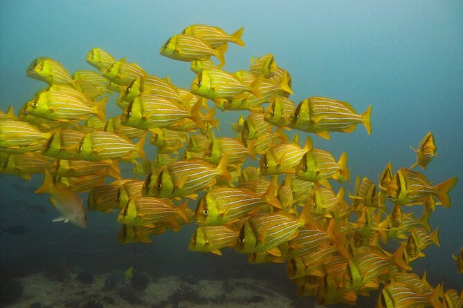 4-Hour Snorkeling Tour in Cabo San Lucas and Corridor - Santa Maria Beach and a protected bay