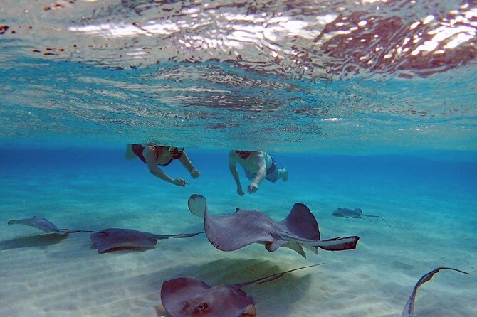 4-Stop Stingray, Snorkel, Star Fish & 7 Mile Beach (Family Owned) - Meeting Grand Cayman’s Famous Stingrays