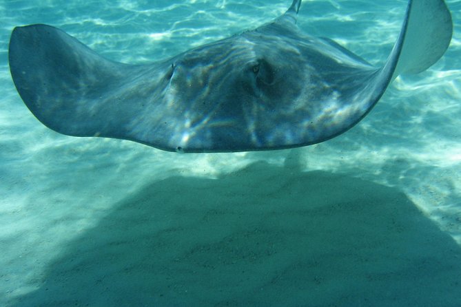 4-Stop Stingray, Snorkel, Star Fish & 7 Mile Beach (Family Owned) - What $85 Buys You