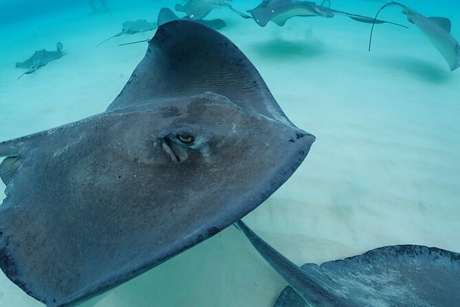 4-Stop Stingray, Snorkel, Star Fish & 7 Mile Beach (Family Owned) - Who Will Enjoy This Tour Most