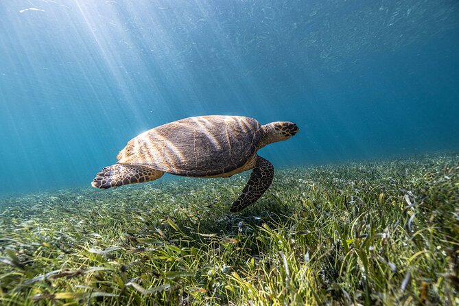 5-in-1 Cancun Snorkeling Tour with Sea Life & Transport Included - A five-stop sampler of Cancun underwater life