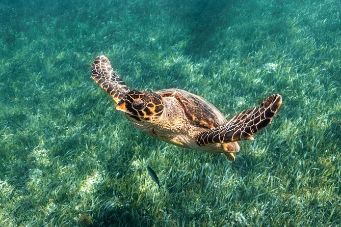 5-in-1 Cancun Snorkeling Tour with Sea Life & Transport Included - The first reef keeps the opening easy