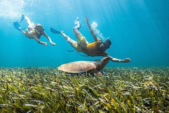 5-in-1 Cancun Snorkeling: Turtles, Reef, Musa, Shipwreck, Cenote - Reef fish and the first real swim
