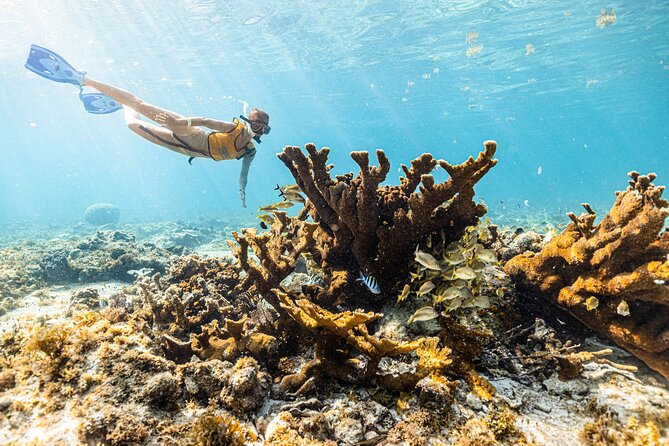 5-in-1 Cancun Snorkeling: Turtles, Reef, Musa, Shipwreck, Cenote - Ending at a Yucatan cenote