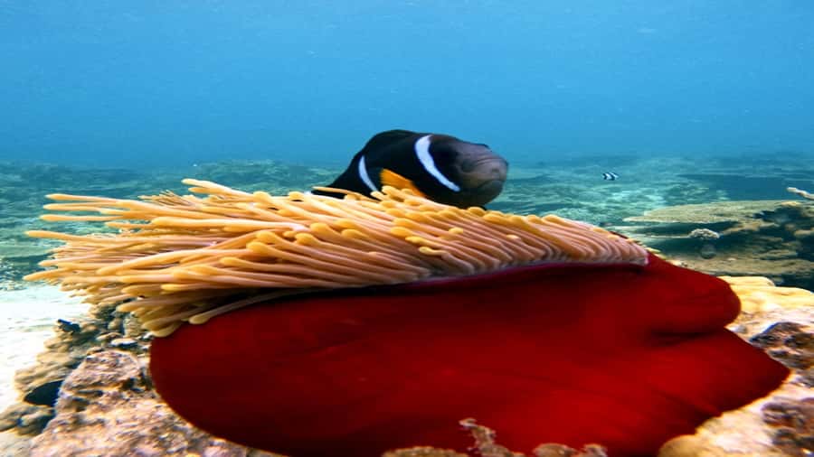 5 Islands All-Inclusive Speedboat w/Snorkeling Sea Turtle - Who will get the most from this day