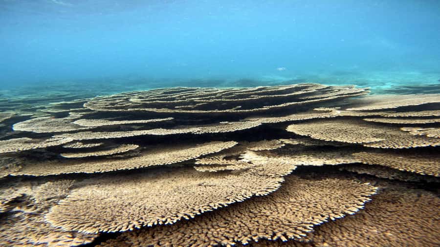 5 Islands Private Speedboat w/ Snorkeling + Lunch & Drinks - A full day from Trou d’Eau Douce