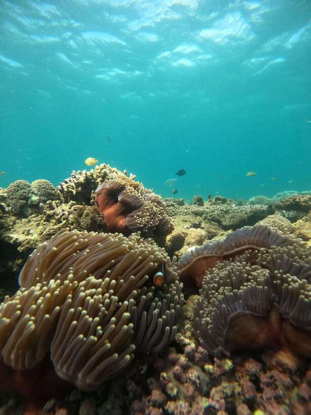 5 Secret Gili Boat Trip & Snorkeling in Southwest Of Lombok - Gili Kedis, the tiny final island