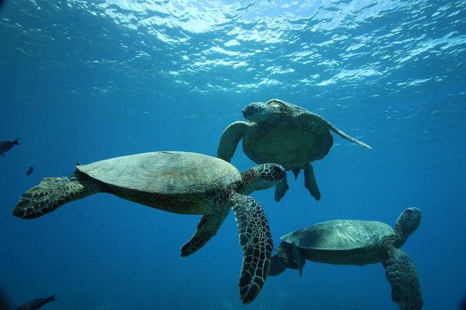 9am Turtle Canyon Snorkel Adventure - Key points to know before booking
