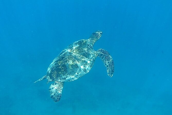 9am Turtle Canyon Snorkel Adventure - Is $84.77 a fair price?