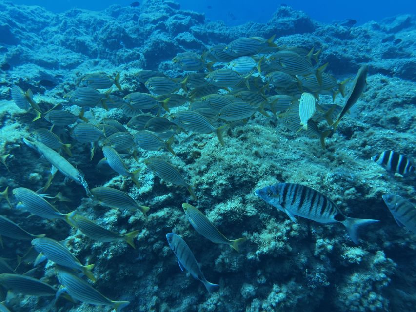 Abades: Guided Snorkeling Tour with Photos - Who should book this snorkeling tour?