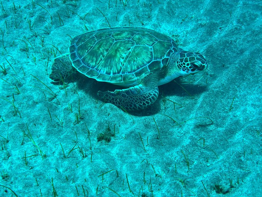 Abades: Guided Snorkeling Tour with Photos - Starting at Magilu Restaurant in Playa Abades