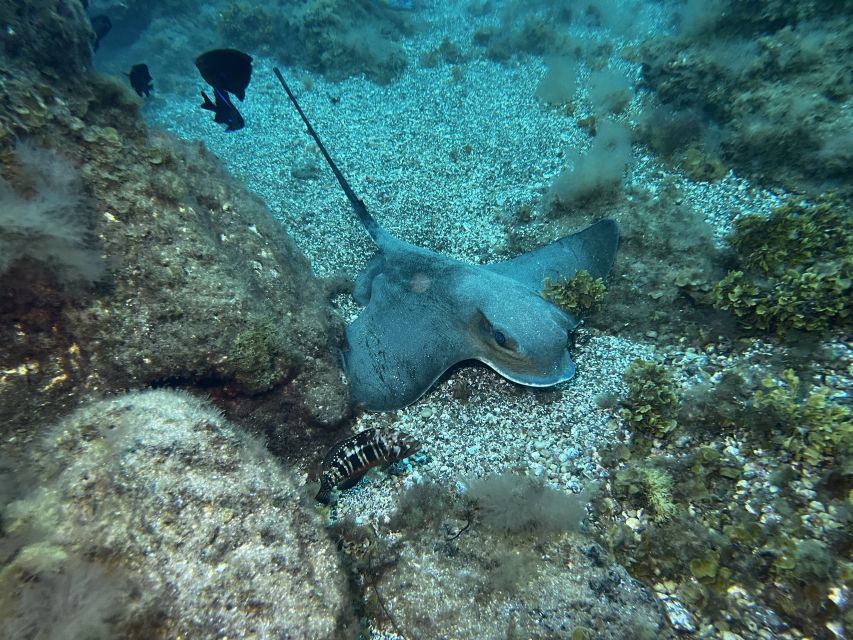 Abades: Guided Snorkeling Tour with Photos - The turtle question: possible, never certain