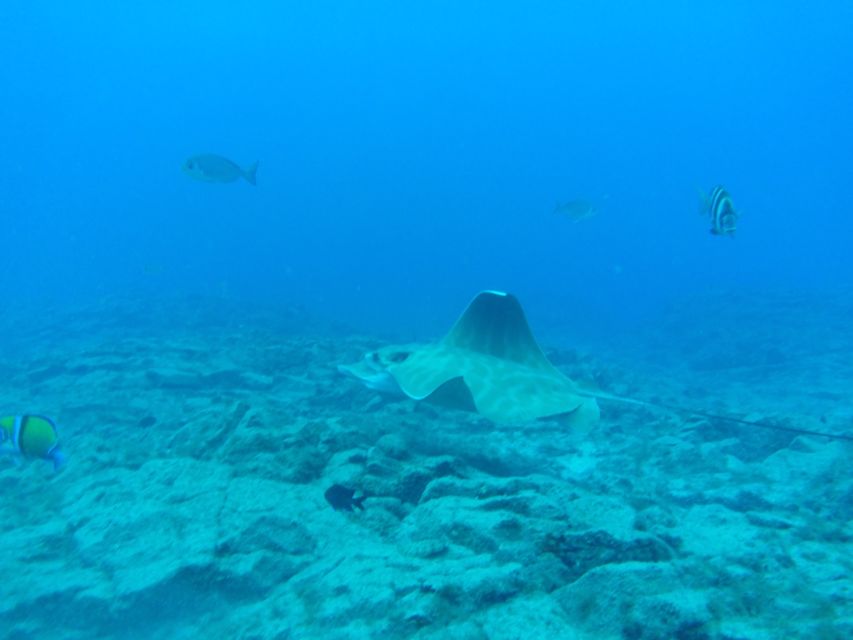 Abades: Tenerife Turtles and Rays Snorkeling Trip - FAQ