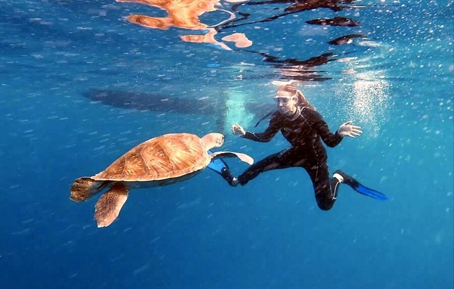 Abades: Tenerife Turtles and Rays Snorkeling Trip - What the 1.5-hour snorkeling trip is really about