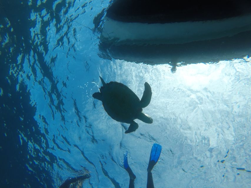 Abades: Tenerife Turtles and Rays Snorkeling Trip - What the volcanic seabed adds to the outing