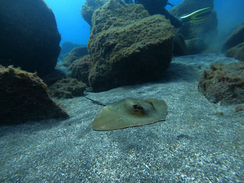 Abades: Tenerife Turtles and Rays Snorkeling Trip - Is $65 a fair price?