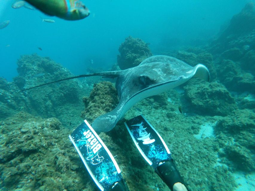 Abades: Tenerife Turtles and Rays Snorkeling Trip - Who will enjoy this most