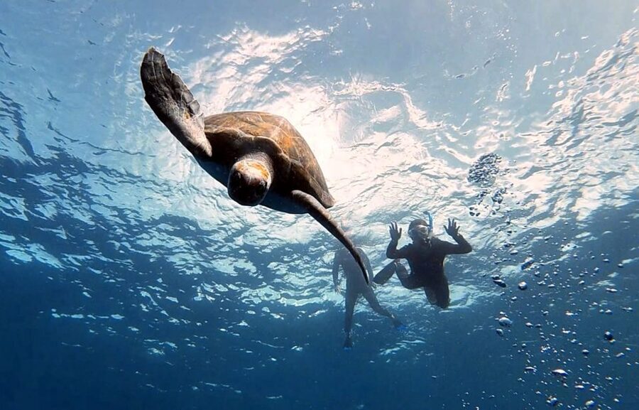 Abades: Tenerife Turtles and Rays Snorkeling Trip - A practical verdict on the experience