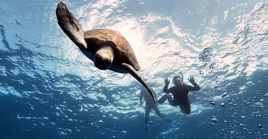 Abades: Tenerife Turtles and Rays Snorkeling Trip - Looking for turtles and rays off Tenerife