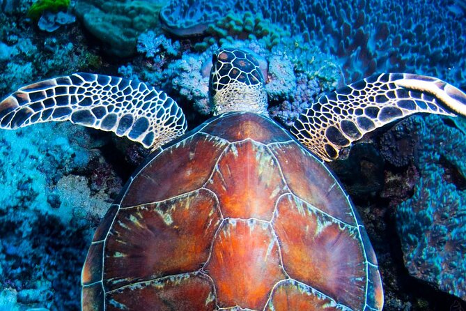 ABC Reef Safaris - Key points at a glance