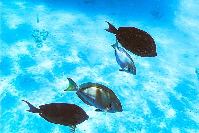 Adults Only Catalina Bay Small Group Snorkel & Sunset Sail - Watermelon, open bar, and the famous grilled cheese