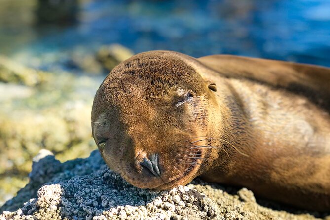 Adventure to Espiritu Santo Island: Snorkel with Sea Lions and Beach - Price, group size, and what you receive