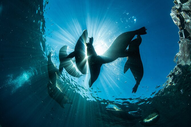 Adventure to Espiritu Santo Island: Snorkel with Sea Lions and Beach - Who should book this La Paz outing