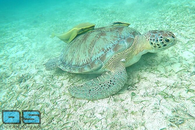 Afternoon Snorkel, Pizza & Sunset Tour departing from St. Thomas & St. John - Timing, Weather, and Small Details That Matter