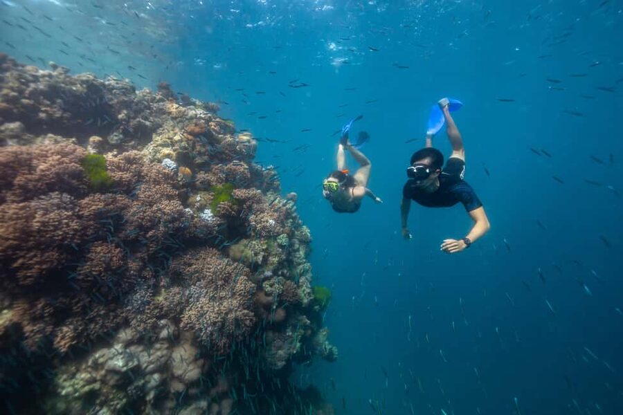 Airlie Beach: Great Barrier Reef Snorkel from Shute Harbour - Why Bait Reef is worth the long run