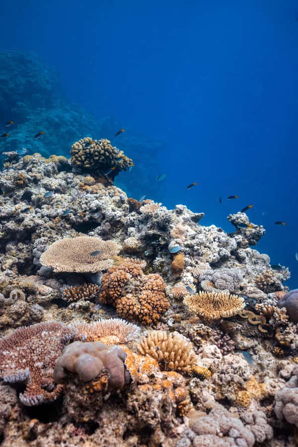 Airlie Beach: Outer Great Barrier Reef Snorkeling Day Trip - Is $211 good value?