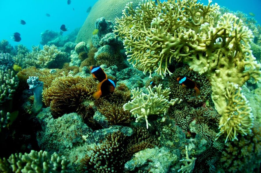 Airlie Beach: Whitsunday Islands Sailing, SUP & Snorkel Tour - Snorkelling near Hook Island and Hayman Island