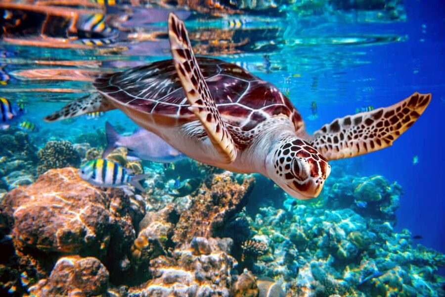 Akumal: Snorkel with Marine Fauna and an Expert Guide - Why Akumal’s turtles make this short tour special