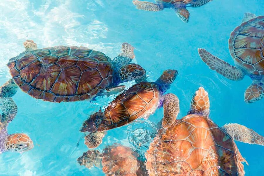 Akumal: Snorkel with Marine Fauna and an Expert Guide - The safety briefing sets the tone