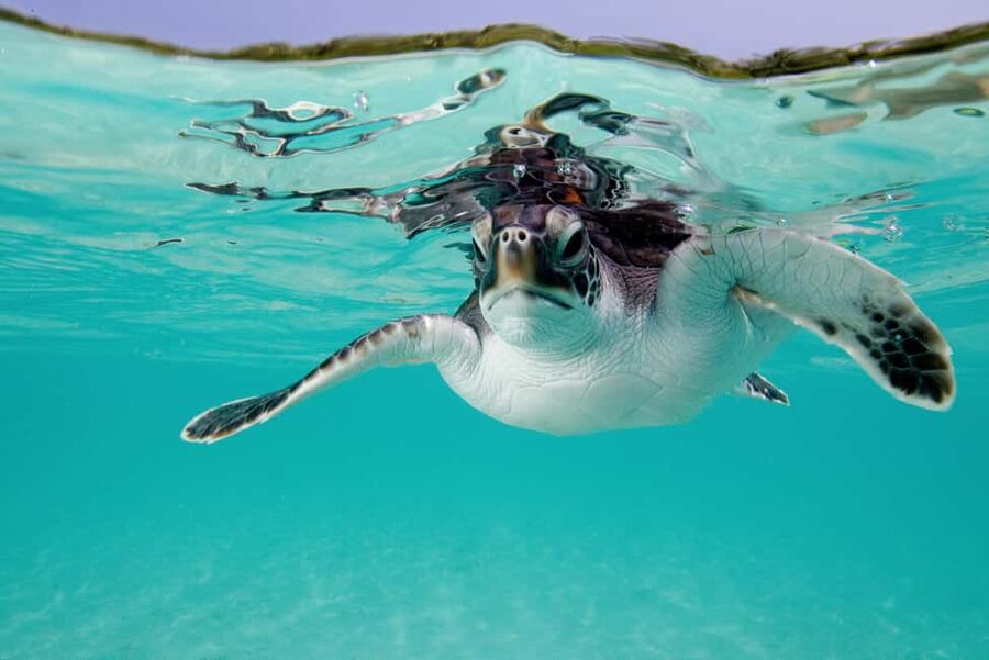 Akumal: Snorkel with Marine Fauna and an Expert Guide - What the 1.5-hour swim is like