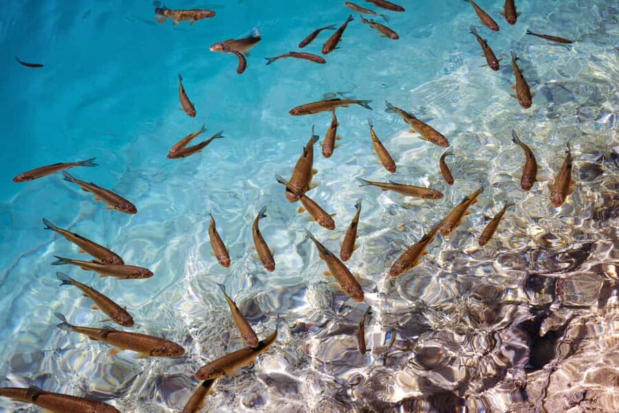 Akumal: Snorkel with Marine Fauna and an Expert Guide - The guide matters more than the gear