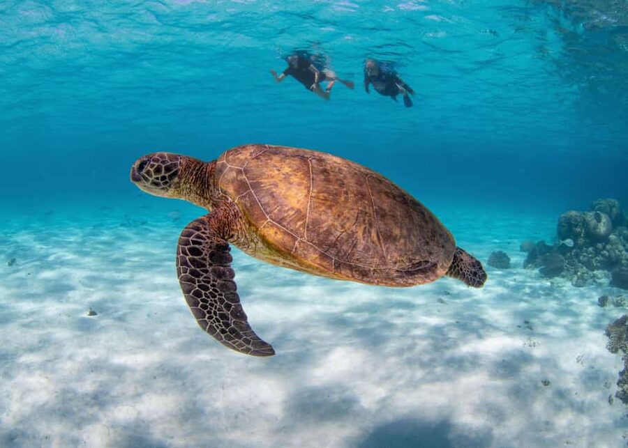Akumal: Snorkel with Marine Fauna and an Expert Guide - Is $45 good value?
