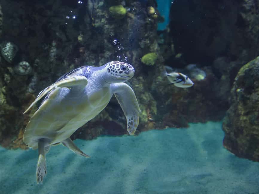 Akumal: Snorkel with Marine Fauna and an Expert Guide - Who should book this Akumal snorkel?
