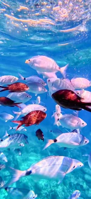 Alghero: Boat Tour and Snorkeling with Aperitif Porto Conte - What snorkeling is really like here