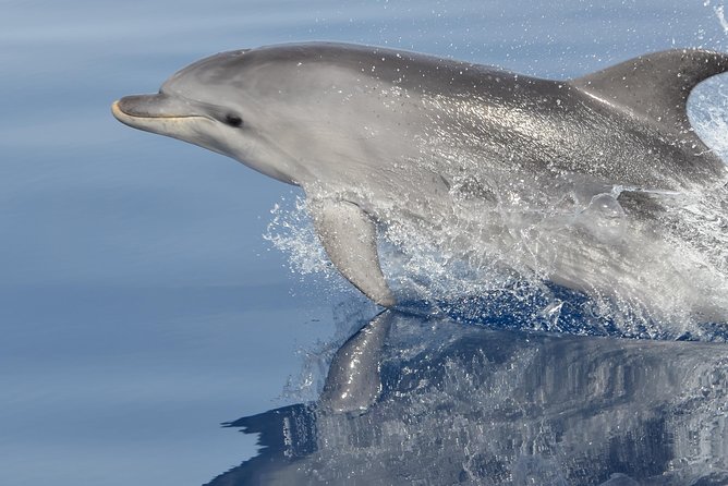 Alghero - Dolphin Watching and Guided Snorkeling (summer tour) - Key points at a glance