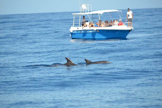 Alghero - Dolphin Watching and Guided Snorkeling (summer tour) - Why this dolphin tour feels different