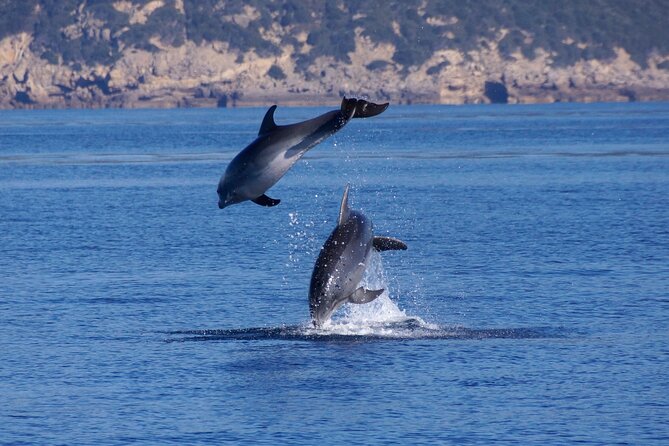 Alghero - Dolphin Watching and Guided Snorkeling (summer tour) - What the research adds to the experience