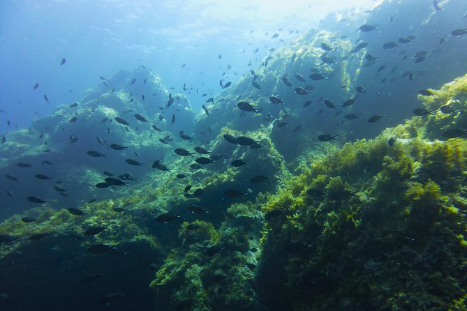 Alghero - Dolphin Watching and Guided Snorkeling (summer tour) - The dolphin search off Capo Caccia