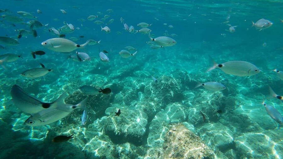 Alghero: Snorkeling Boat Tour in Porto Conte and Capo Caccia - Cala Inferno and a second chance to snorkel