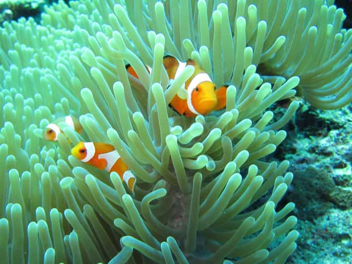 All Include Snorkeling at Menjangan Island - Lunch, water, and the value of $64