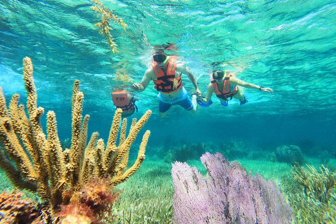 Amazing Snorkeling Experience + Real Mexican Tacos - Key points to know before booking