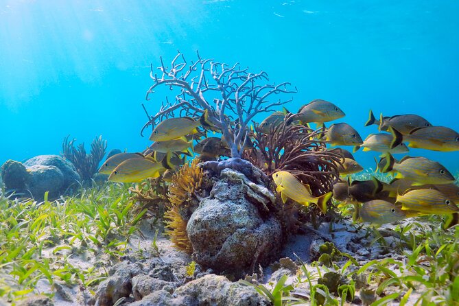 Amazing Snorkeling Experience + Real Mexican Tacos - What the boat trip and snorkeling are really like