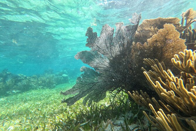 Amazing Snorkeling Experience + Real Mexican Tacos - How much value you get for $39