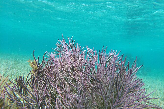 Amazing Snorkeling Experience + Real Mexican Tacos - Who should book this Cancun outing?