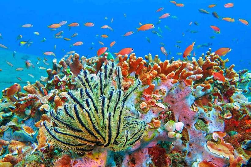 Amed: Snorkeling Tour with Japanese Shipwreck and Coral … - Why Amed makes a fine snorkeling base